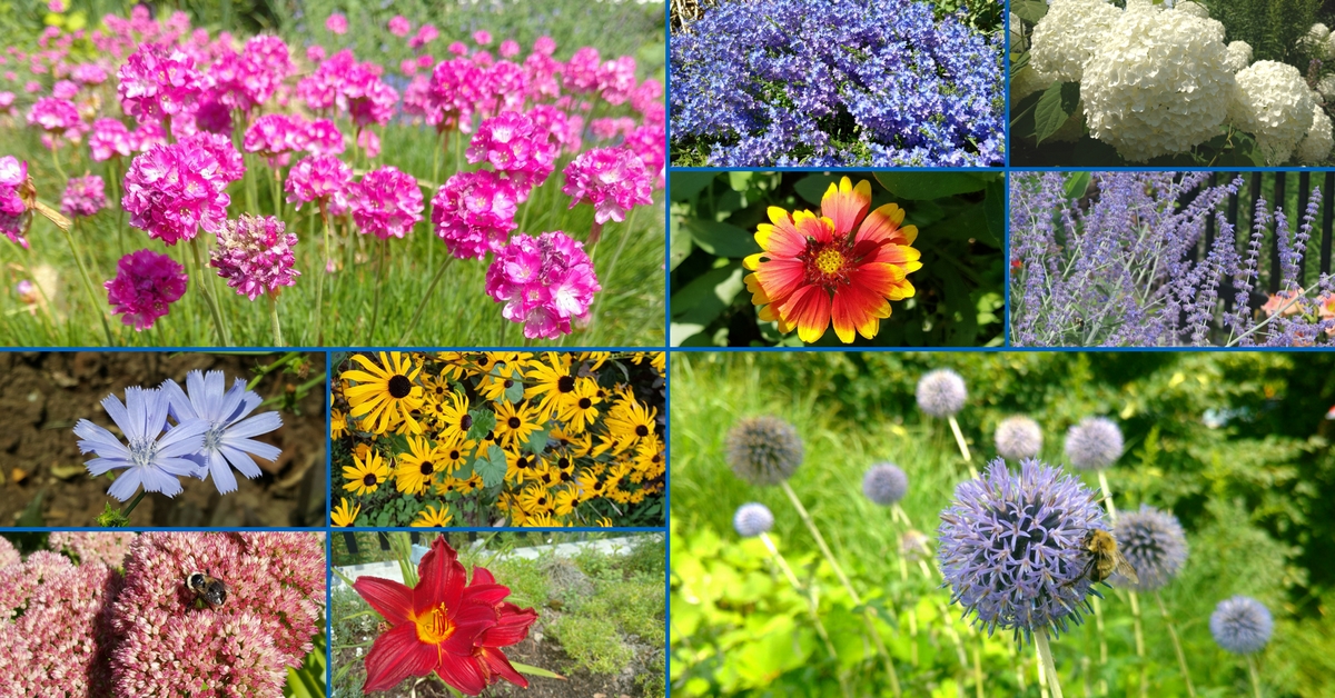 A collage of water wise flowers from the Water Conservation Garden