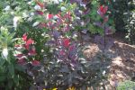 Purple Leaf Sandcherry