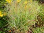 Red Switch Grass 'Shenandoah'