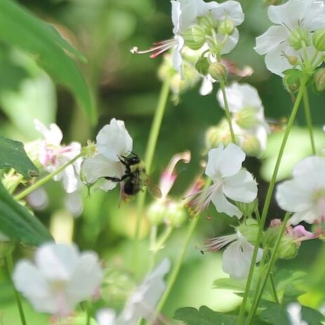 Discover the wonders of water-wise gardening